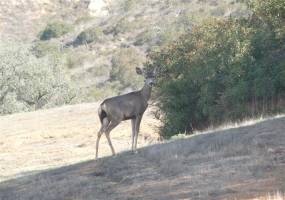 17292 Rockwood Road, Escondido, California, United States 92027, 1 Bedroom Bedrooms, ,For sale,Rockwood Road,190060709