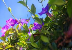 123 Jasper St, Encinitas, California, United States 92024, 2 Bedrooms Bedrooms, ,For sale,Jasper St,200003841